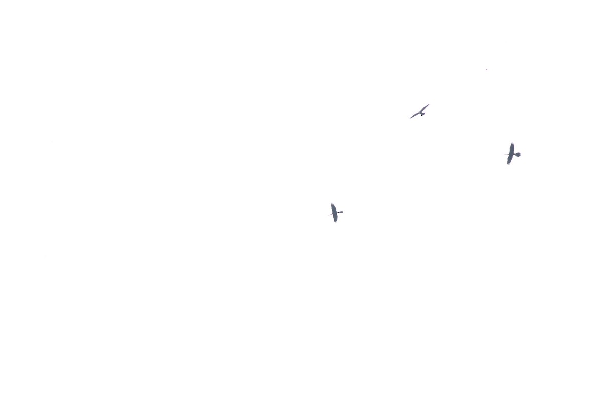 Oriental Darter - ML638213887