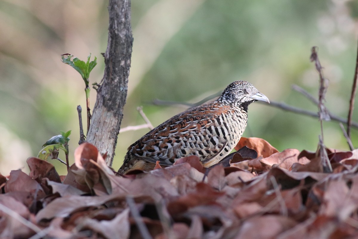 Barred Buttonquail - ML638213892
