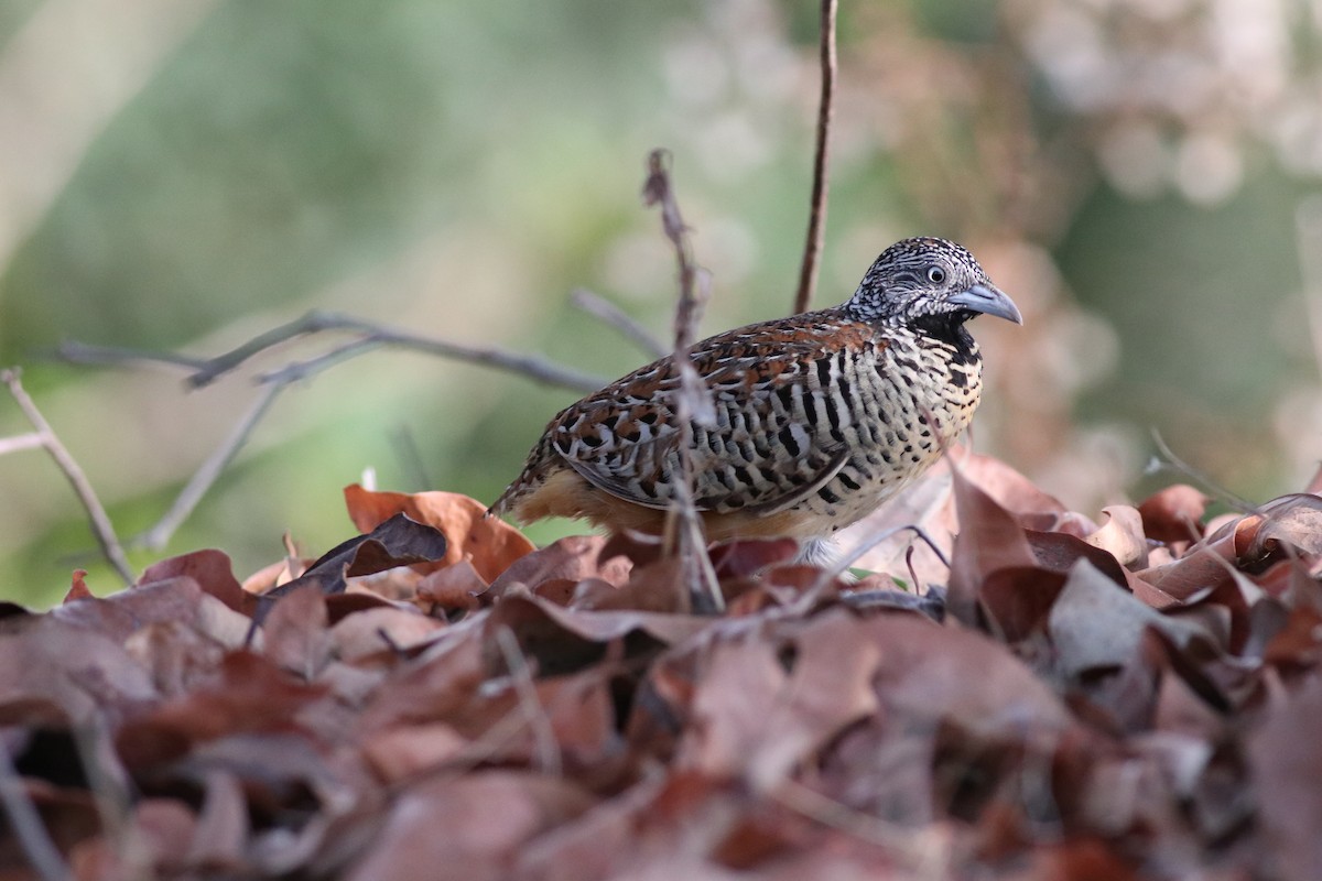 Barred Buttonquail - ML638213893