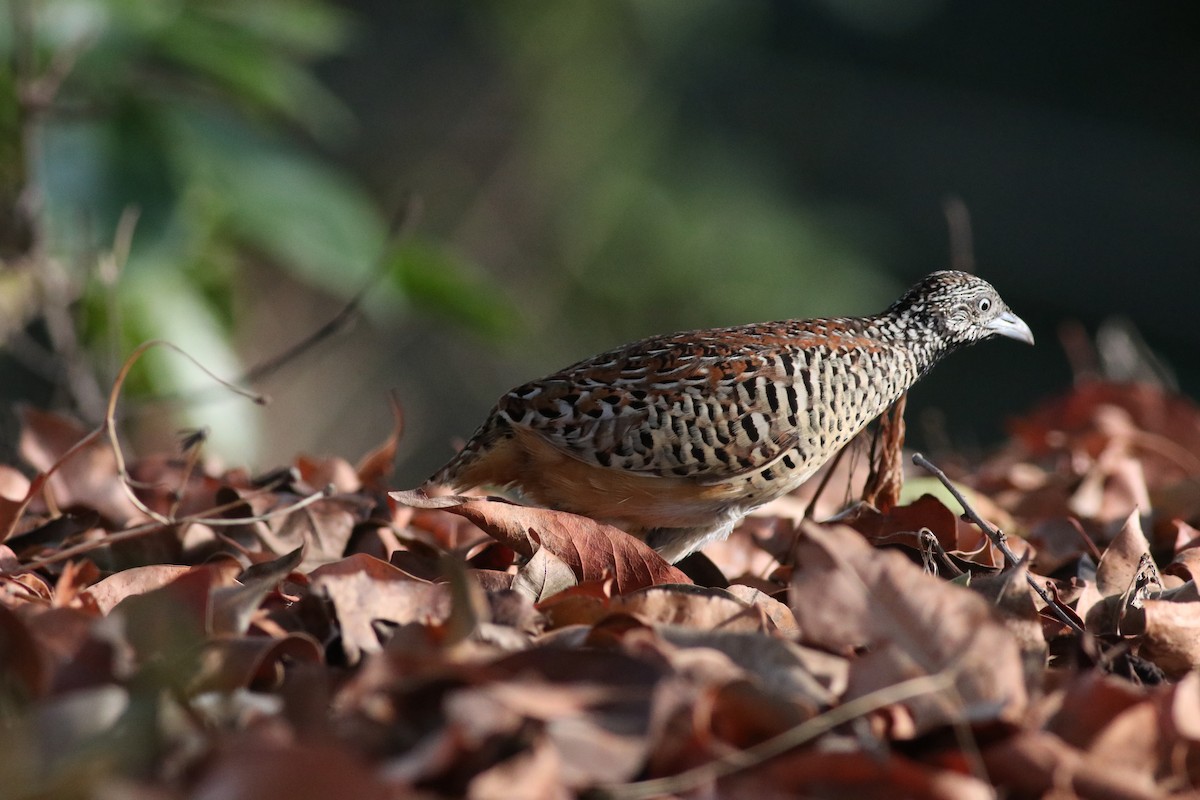 Barred Buttonquail - ML638213894