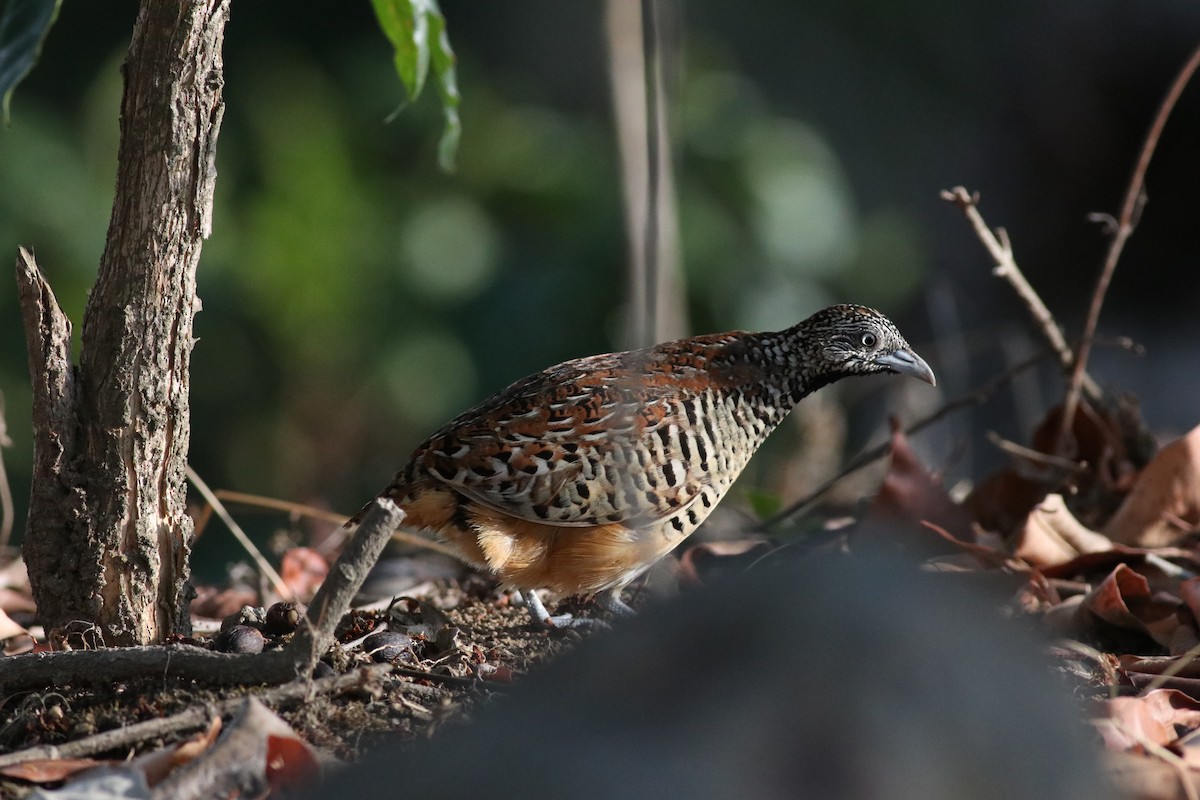 Barred Buttonquail - ML638213895