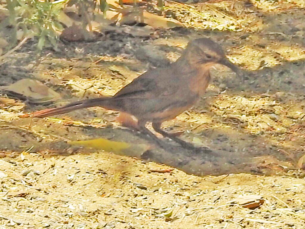 California Thrasher - ML638213913
