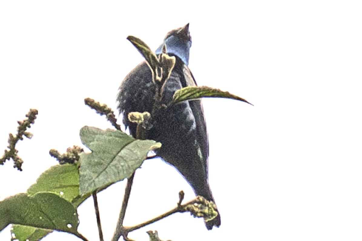 Blue-necked Tanager - ML638213918