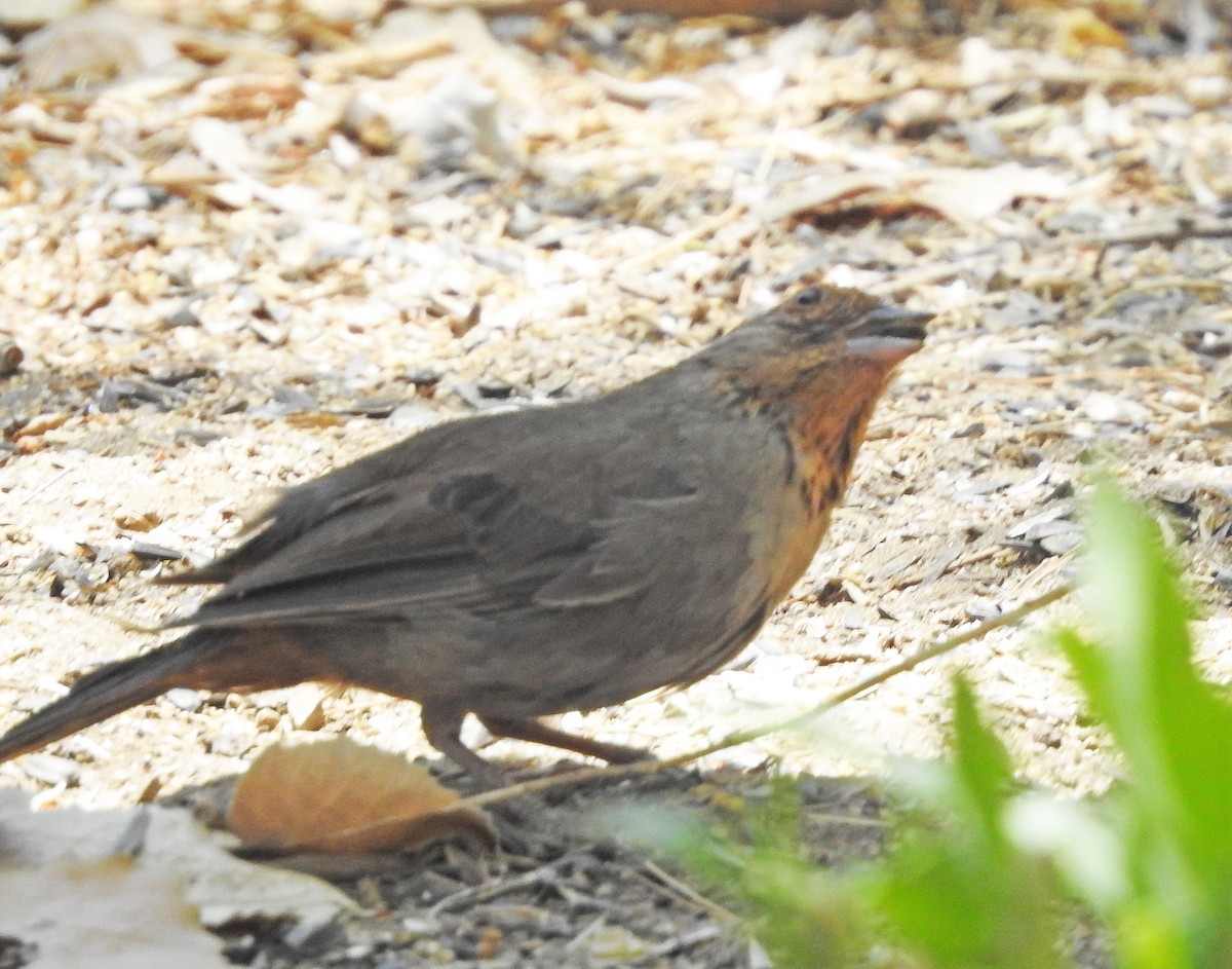 California Towhee - ML638213944