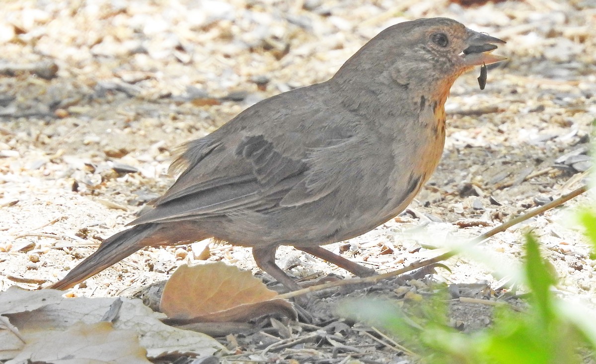 California Towhee - ML638213955