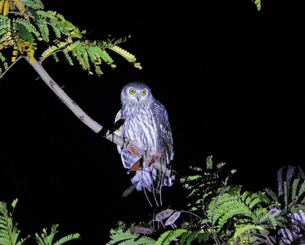 Barking Owl - ML638213968