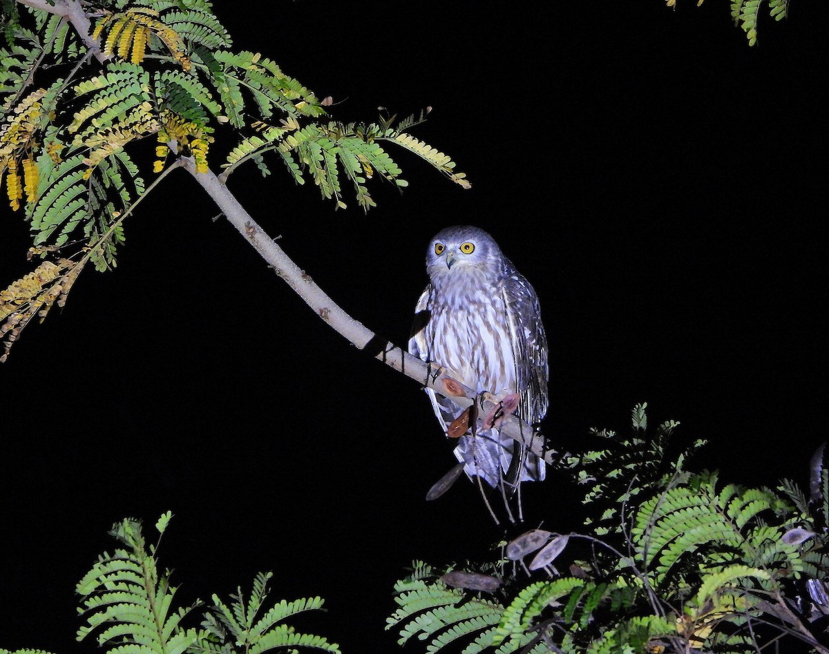 Barking Owl - ML638213973