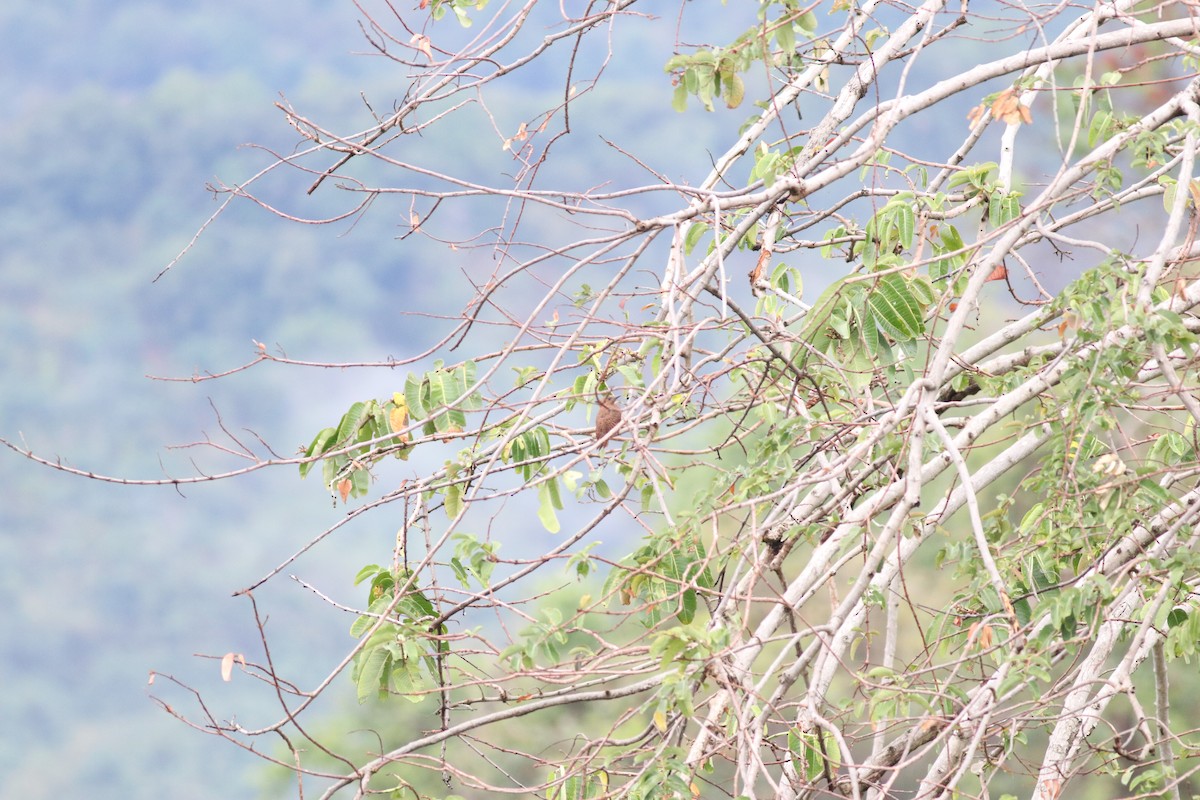 Rufous Woodpecker - ML638213974