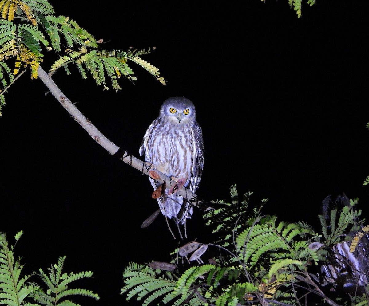 Barking Owl - ML638213976