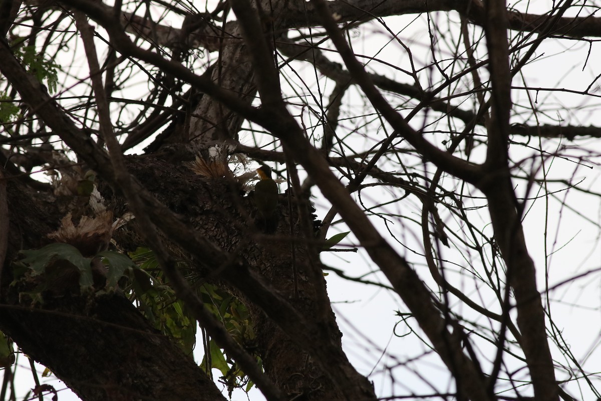 Greater Yellownape - ML638213979