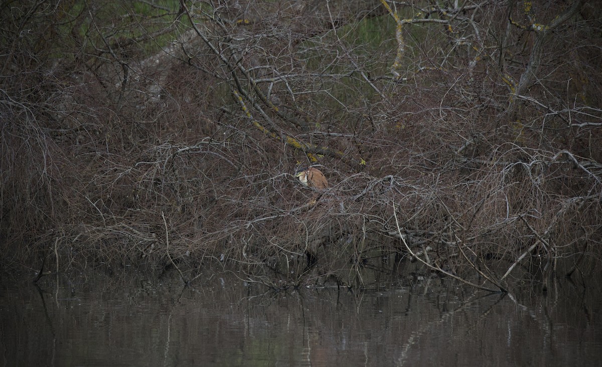 Nankeen Night Heron - ML638213981