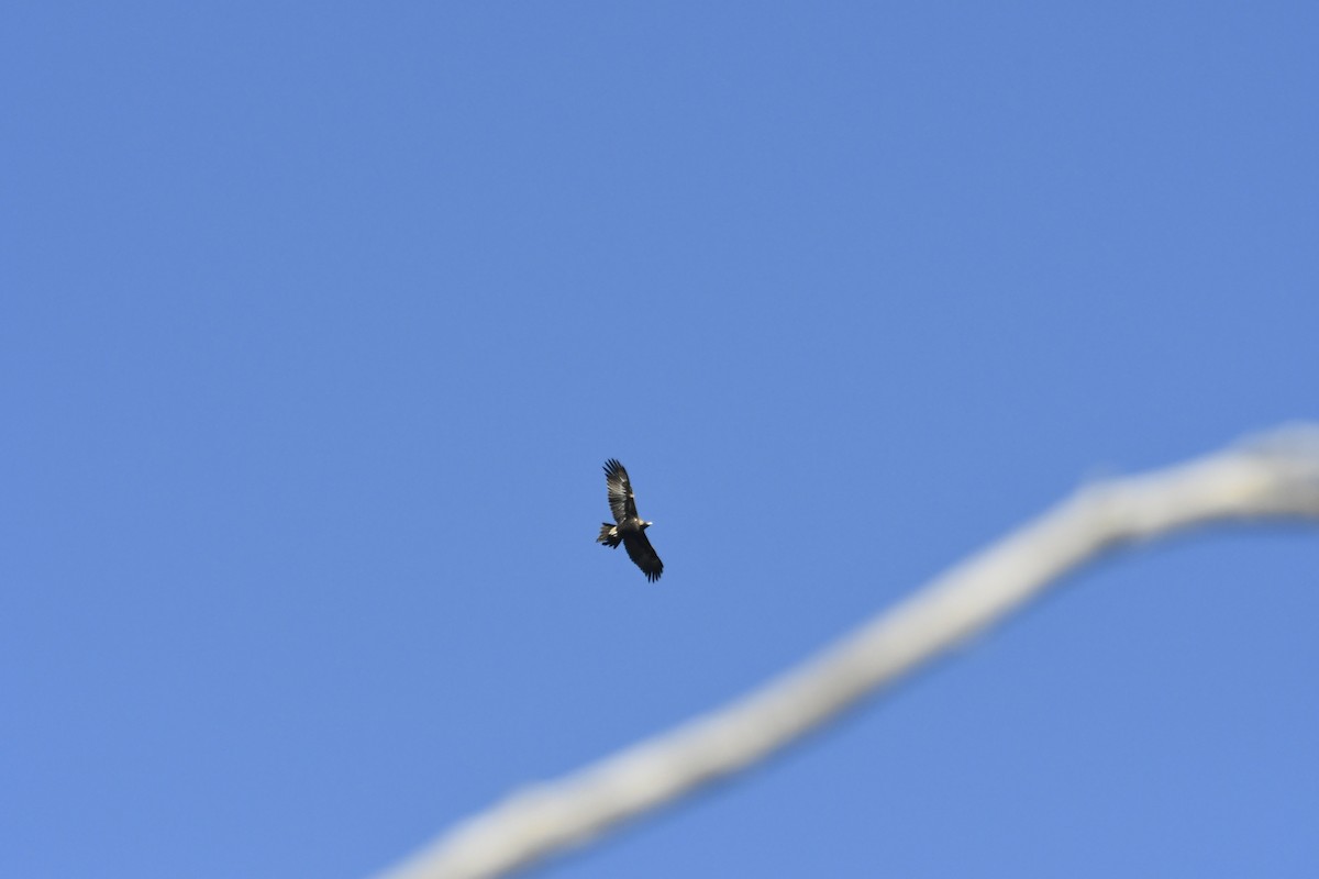 Wedge-tailed Eagle - ML638213992