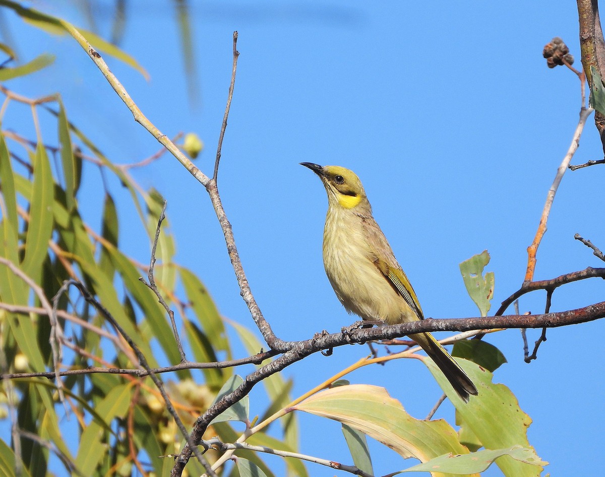 Gray-fronted Honeyeater - ML638214004