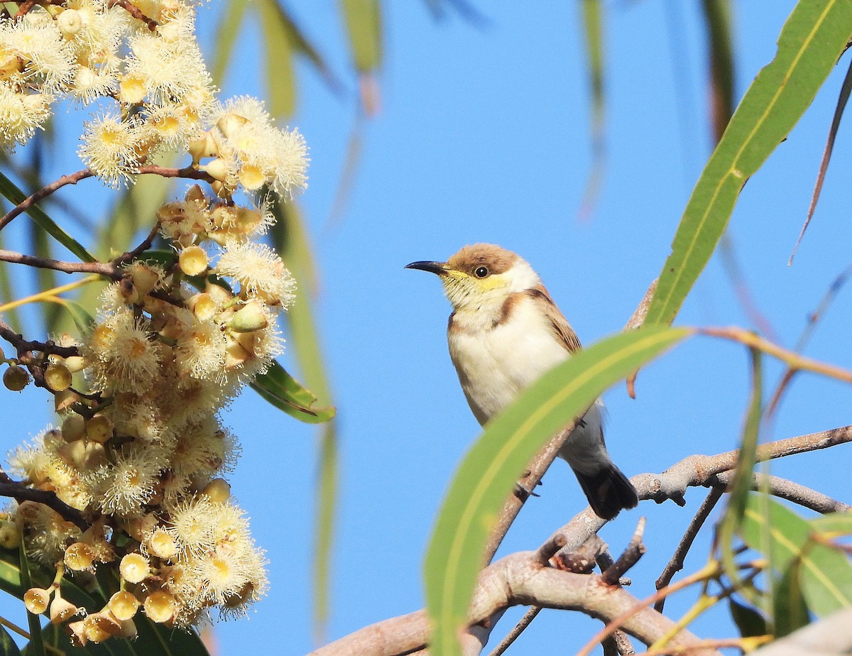 Banded Honeyeater - ML638214008