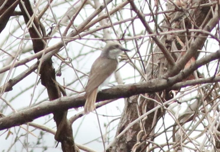 Large Woodshrike - ML638214023