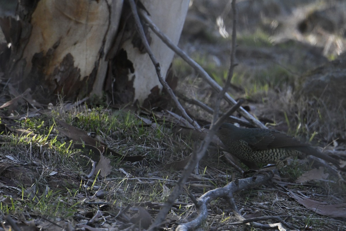 Satin Bowerbird - ML638214025