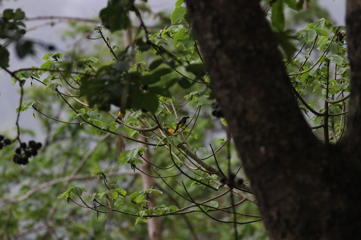 Sultan Tit (Yellow-crested) - ML638214027