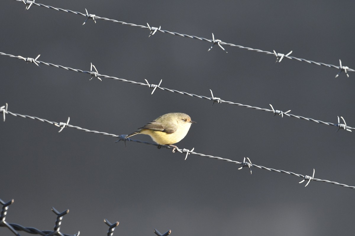 Buff-rumped Thornbill - ML638214047