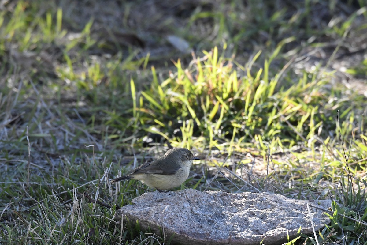 Buff-rumped Thornbill - ML638214050