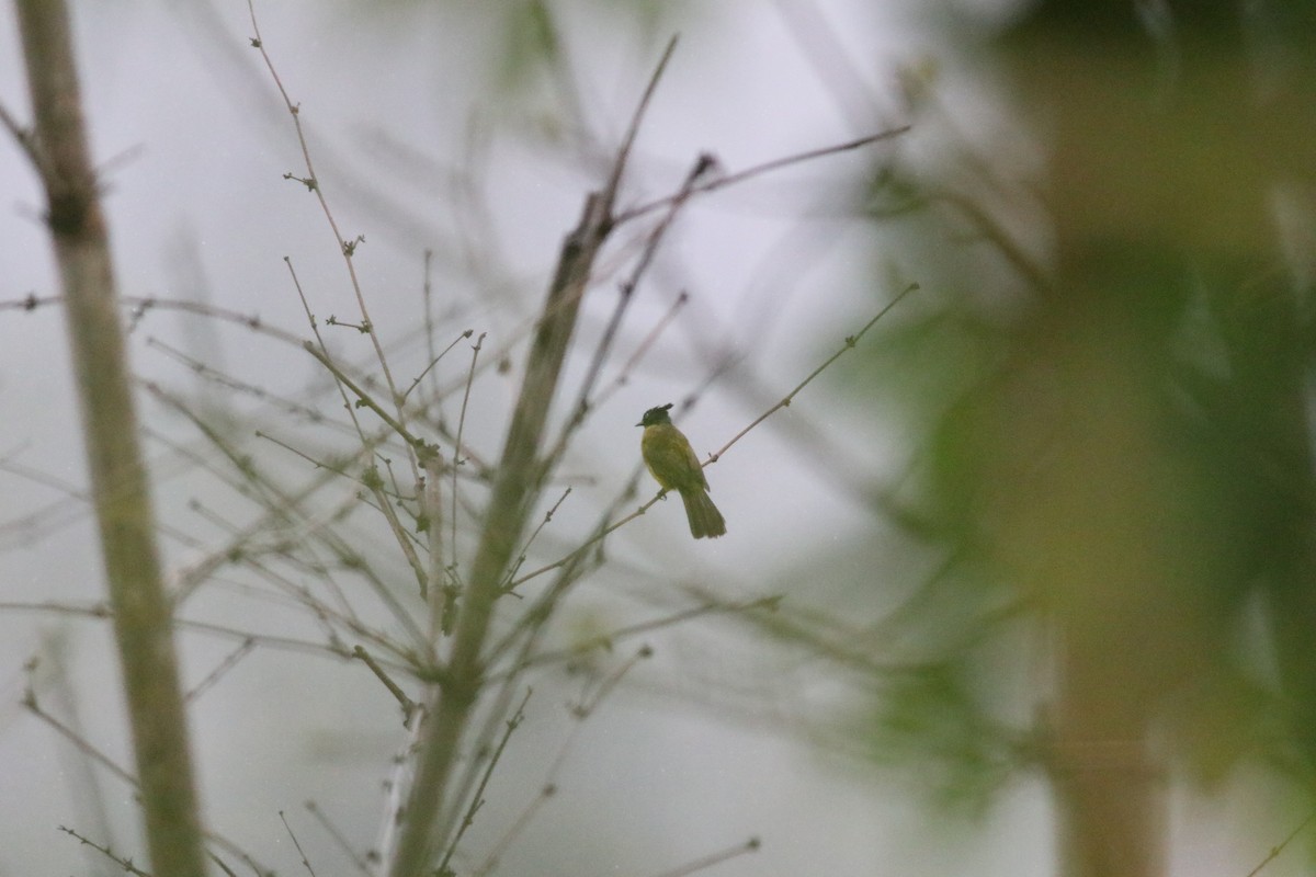 Bulbul à huppe noire - ML638214057