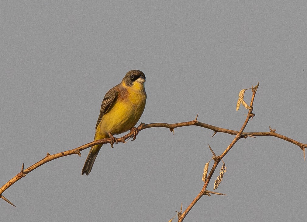 Black-headed Bunting - ML638214059