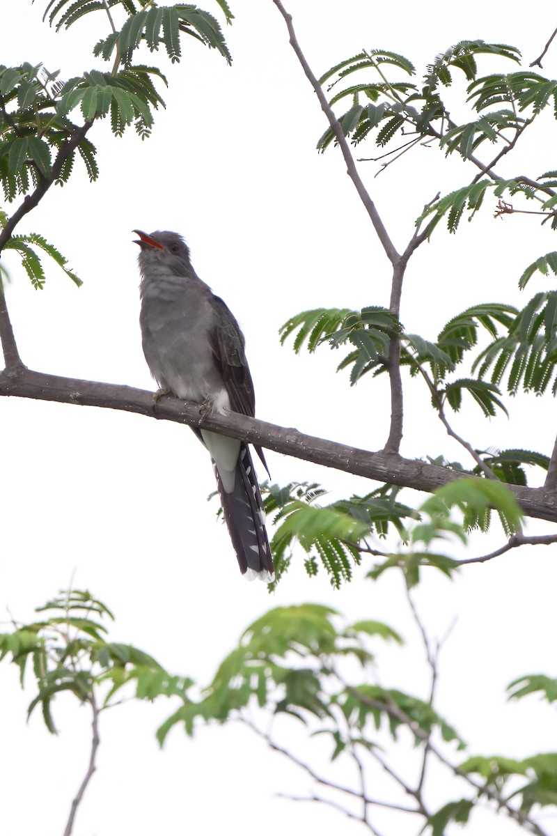 Gray-bellied Cuckoo - ML638214070
