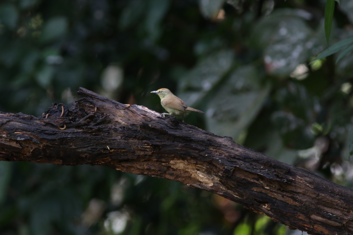 Pin-striped Tit-Babbler (Pin-striped) - ML638214071