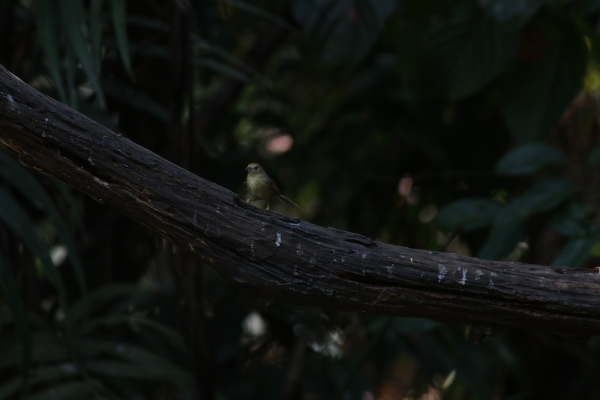 Rufous-fronted Babbler (Buff-chested) - ML638214076