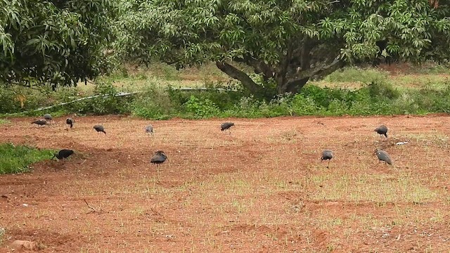 Red-naped Ibis - ML638214077
