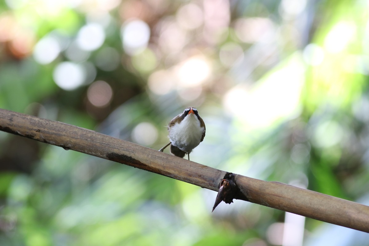 Red-billed Scimitar-Babbler - ML638214079