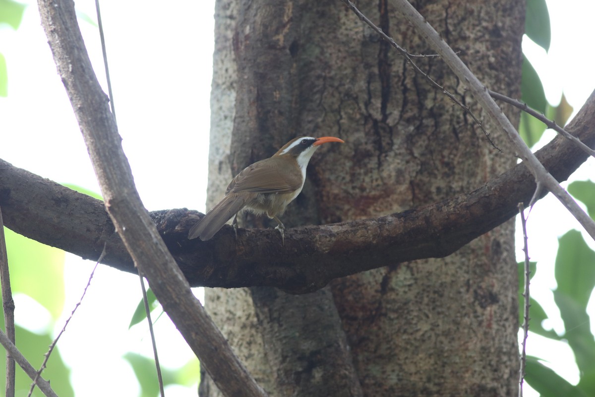 Red-billed Scimitar-Babbler - ML638214080