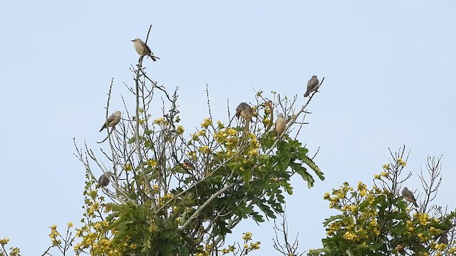Malabar Starling - ML638214092