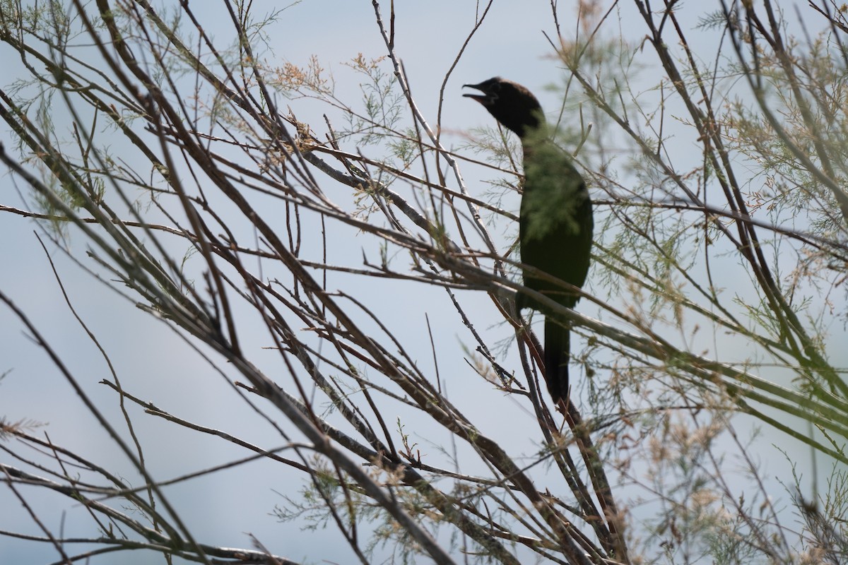 Pygmy Cormorant - ML638214098