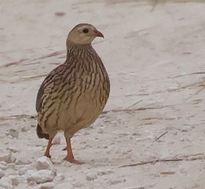 Gray-striped Spurfowl - ML638214099