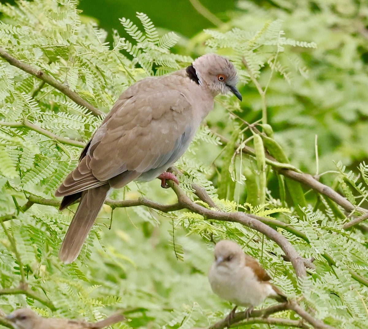 Mourning Collared-Dove - ML638214104