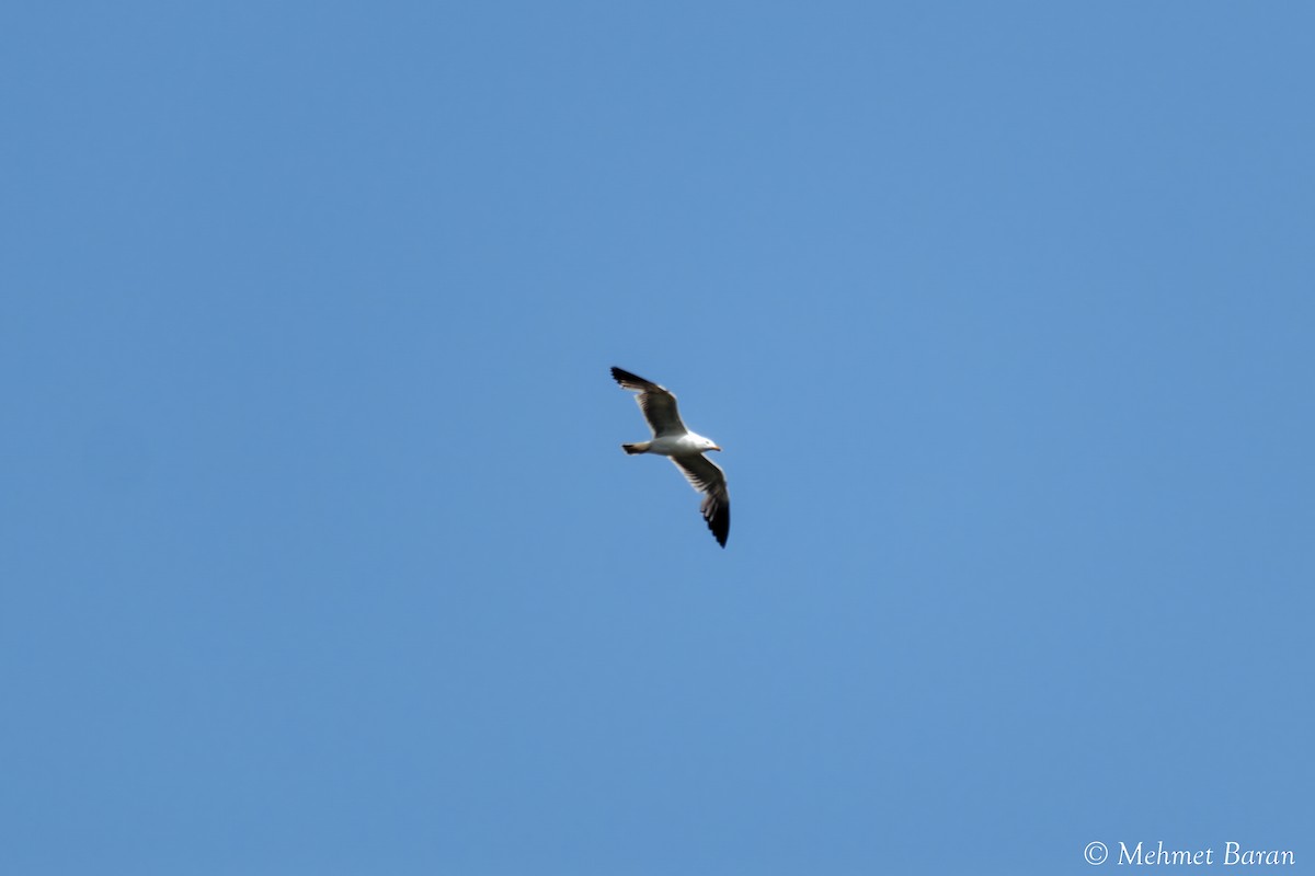 Armenian Gull - ML638214117