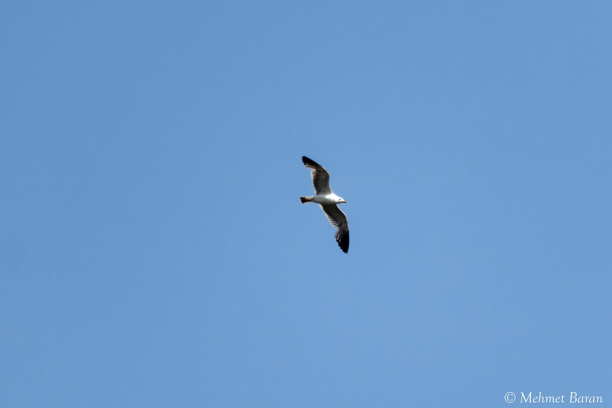 Armenian Gull - ML638214118