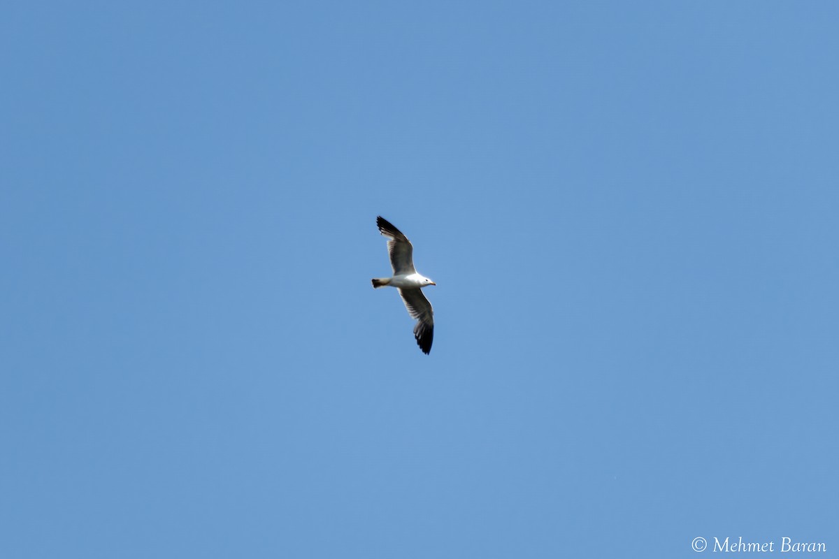 Armenian Gull - ML638214119