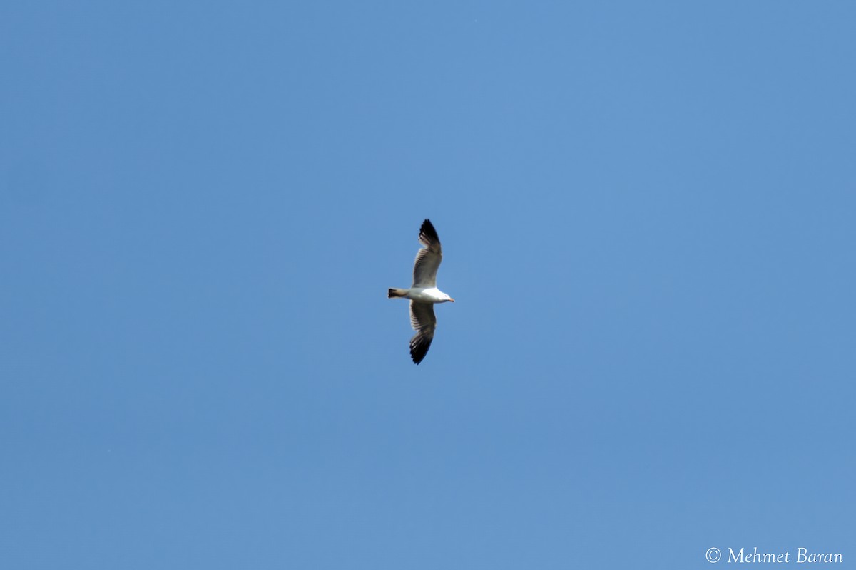 Armenian Gull - ML638214120