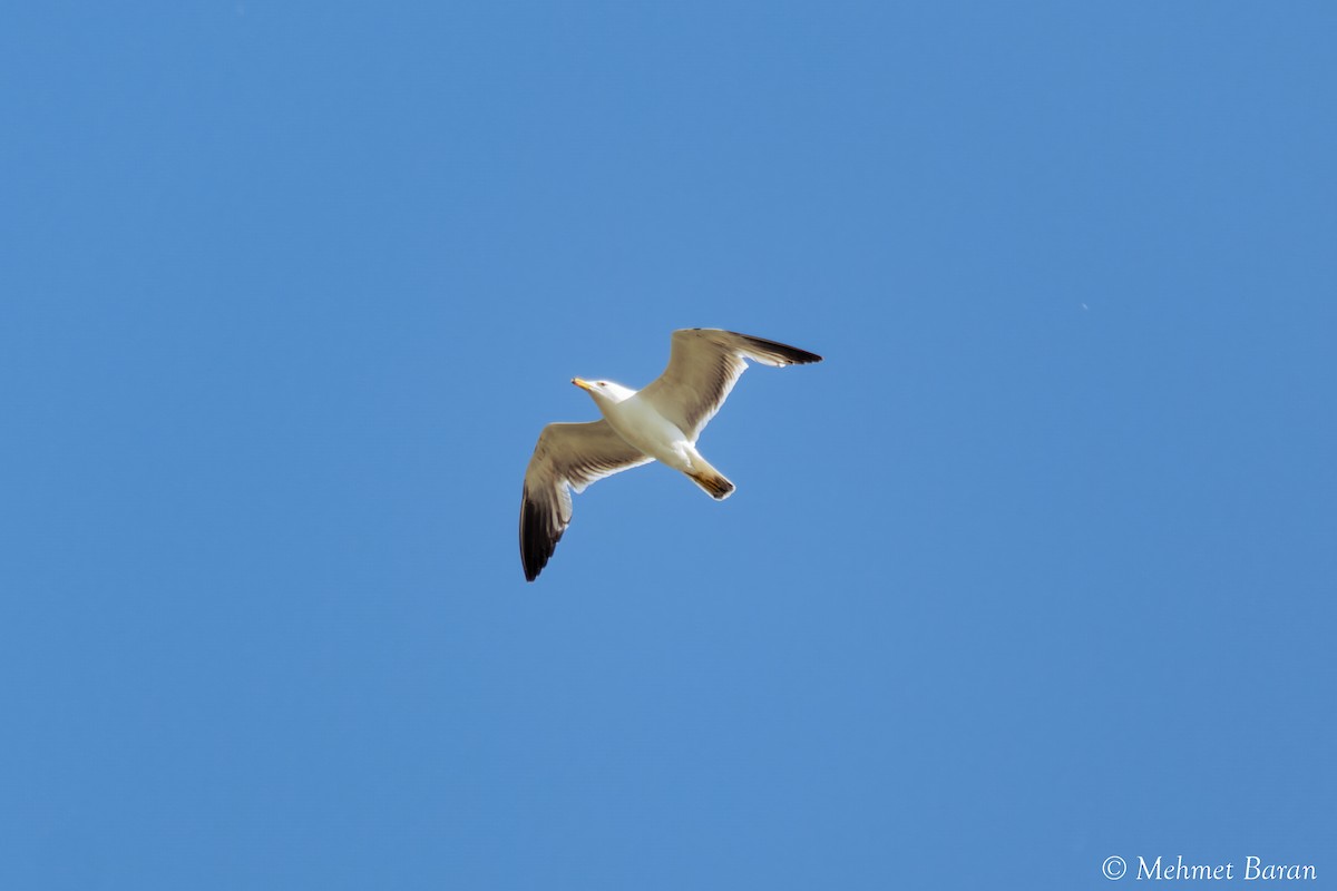 Armenian Gull - ML638214122