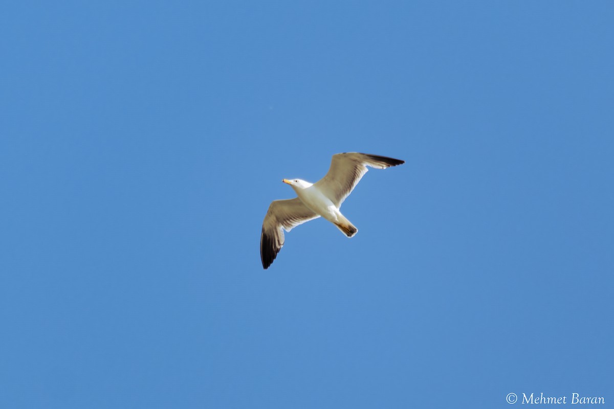 Armenian Gull - ML638214123