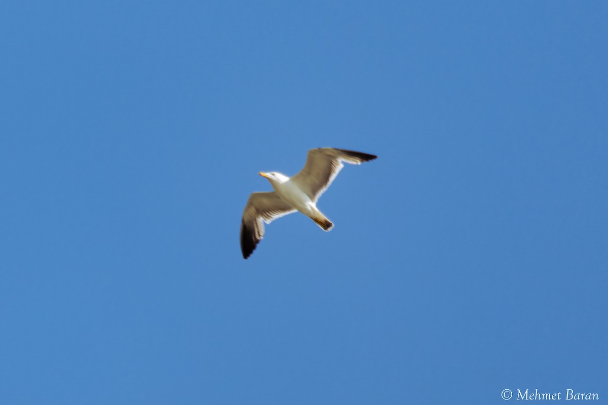Armenian Gull - ML638214124