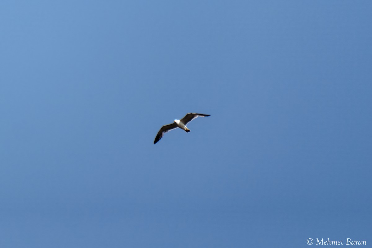 Armenian Gull - ML638214125