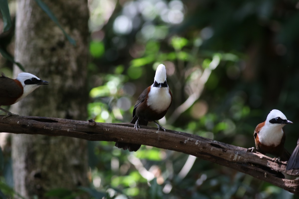 White-crested Laughingthrush - ML638214135