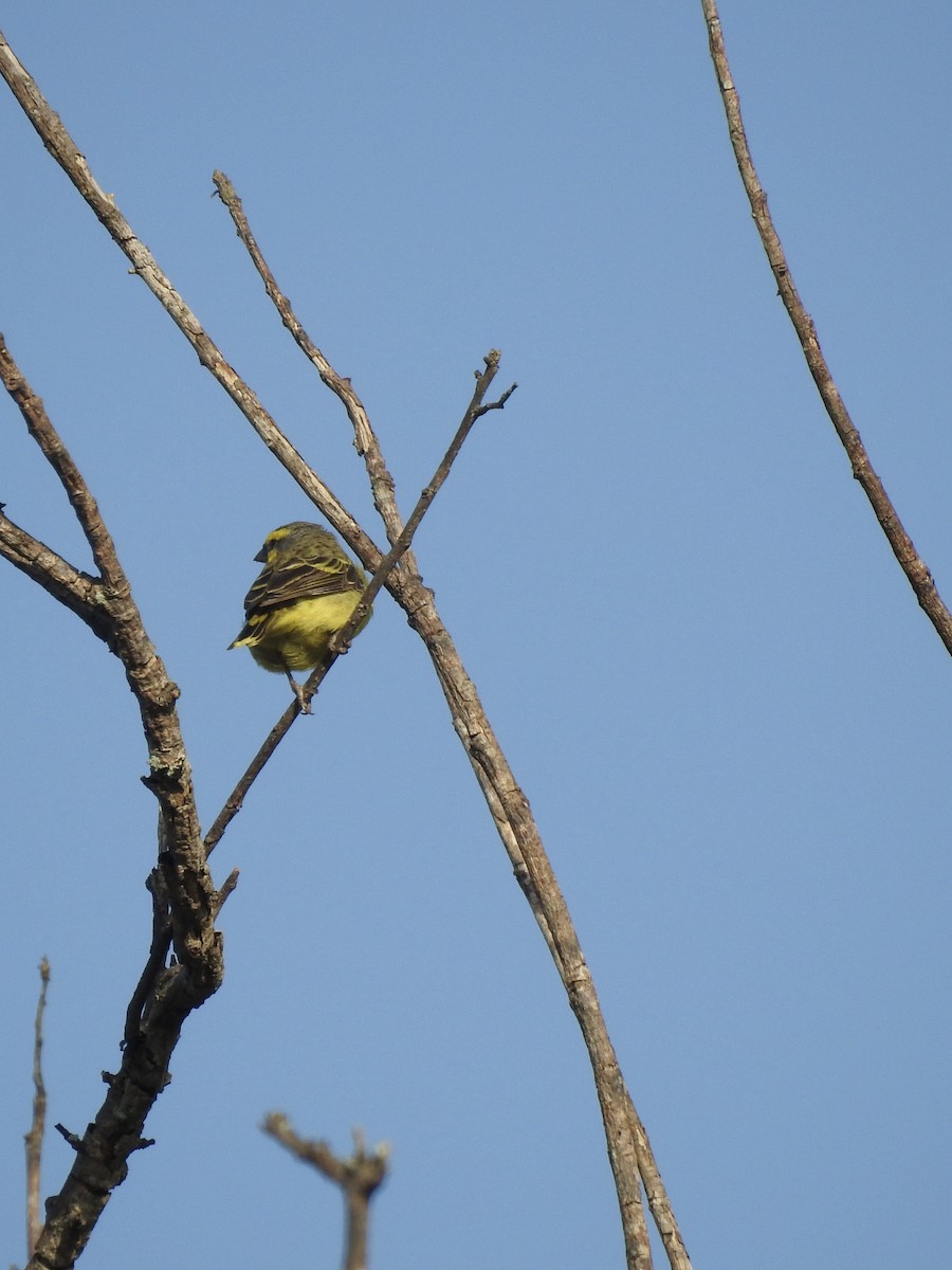 Yellow-fronted Canary - ML638214204