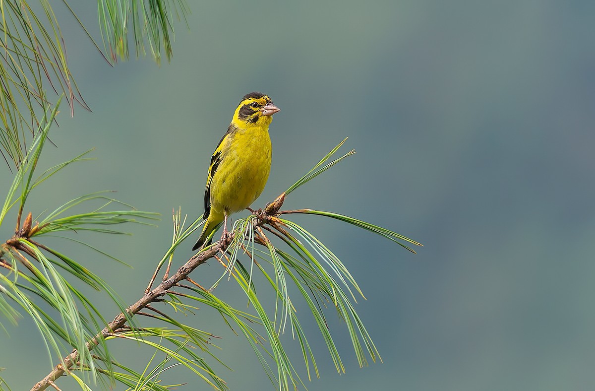 Yellow-breasted Greenfinch - ML638214224