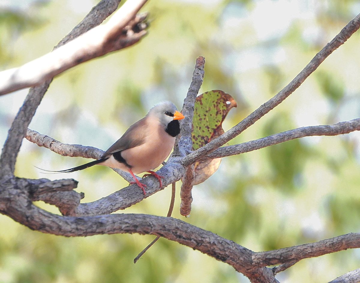 Long-tailed Finch - ML638214226