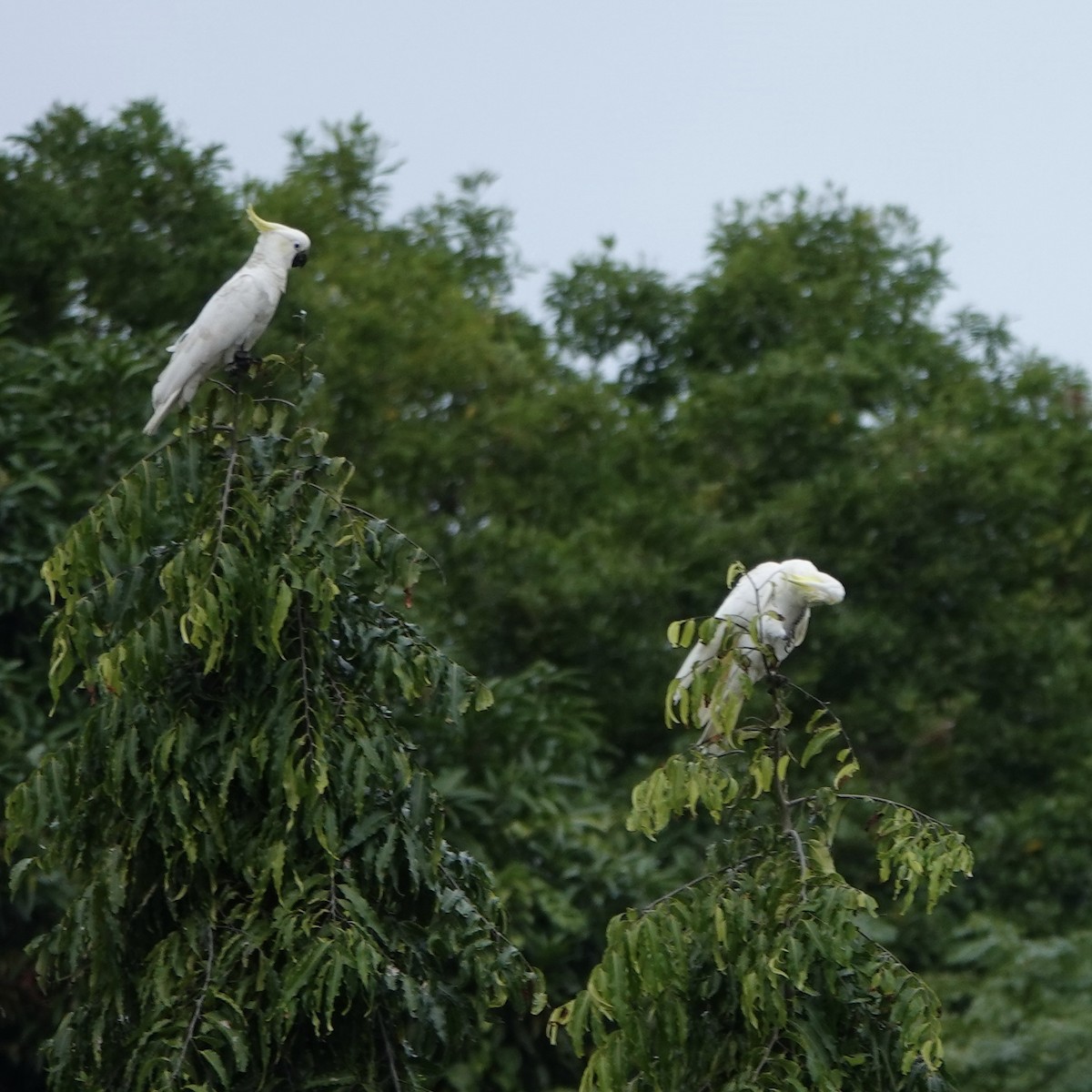 Sulphur-crested Cockatoo - ML638214233