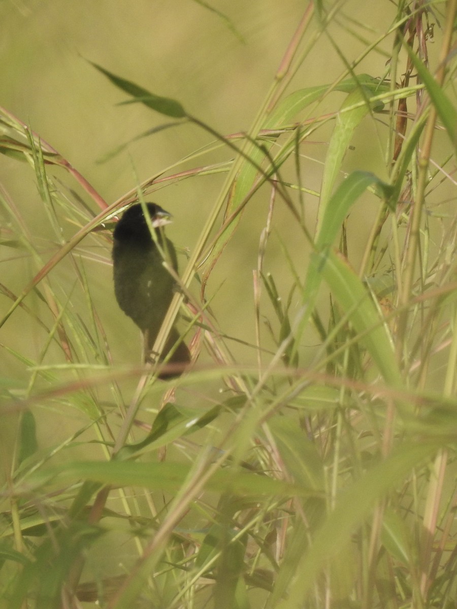 White-winged Widowbird - ML638214234