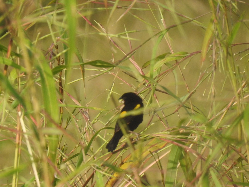 White-winged Widowbird - ML638214242